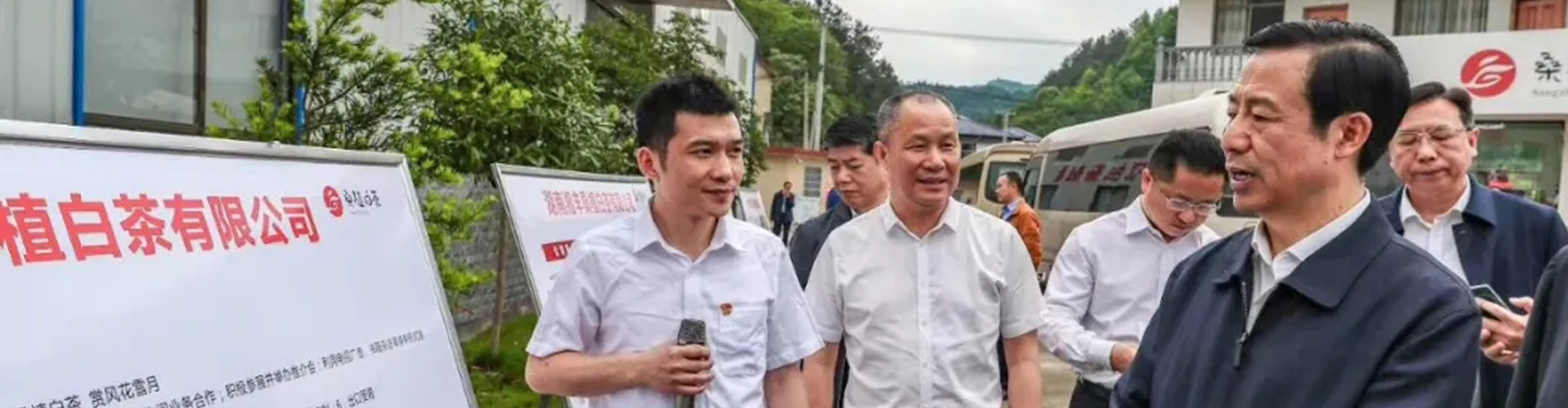 湖南省委副書記、省長許達哲視察湘豐桑植白茶公司