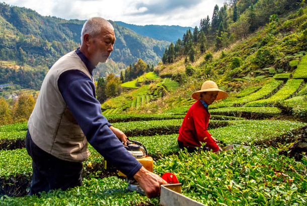 兩片葉子富了一個縣 ——湖南省桑植縣走出知識產權扶貧路 兩片葉子富了一個縣 ——湖南省桑植縣走出知識產權扶貧路