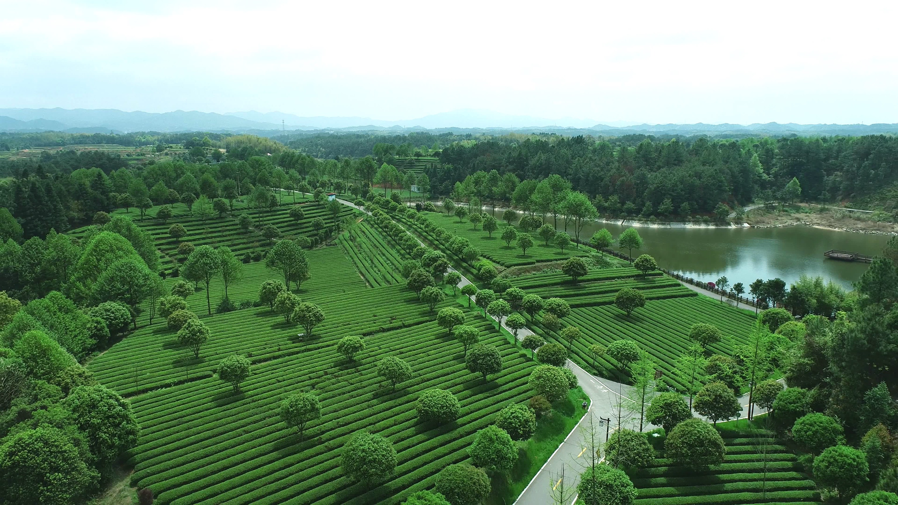 6-標(biāo)準(zhǔn)化茶園.jpg 6-標(biāo)準(zhǔn)化茶園.jpg