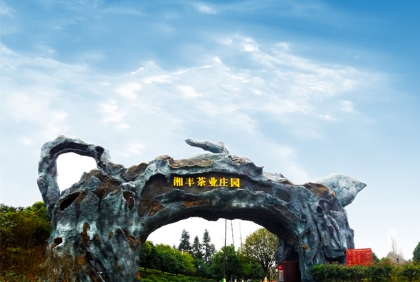 湘豐茶業：一片“綠茶”，香飄全世界