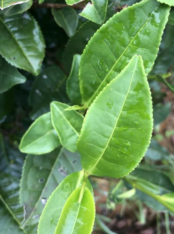 黔輻4號1.png 黔輻4號1.png