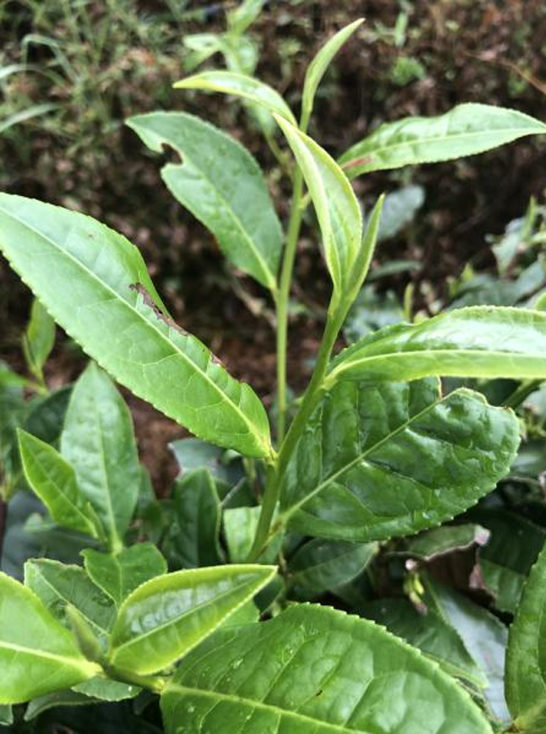 黔輻4號 黔輻4號