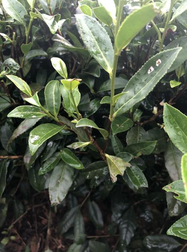 苔選03-21 苔選03-21