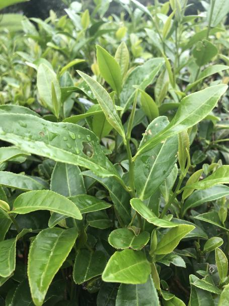 湘波綠2號(hào).png 湘波綠2號(hào).png