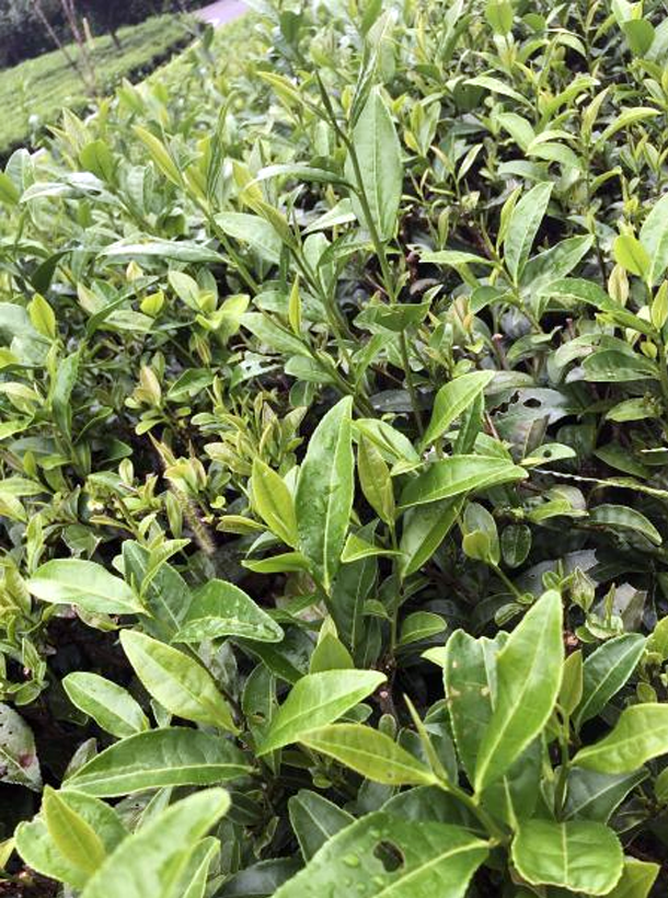 湘波綠2號(hào)1.png 湘波綠2號(hào)1.png