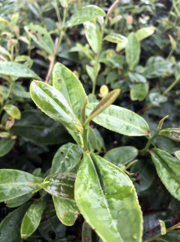 福選9號(hào) 福選9號(hào)