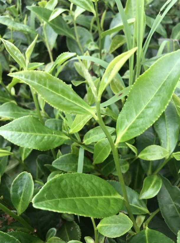 福云6號(hào) 福云6號(hào)