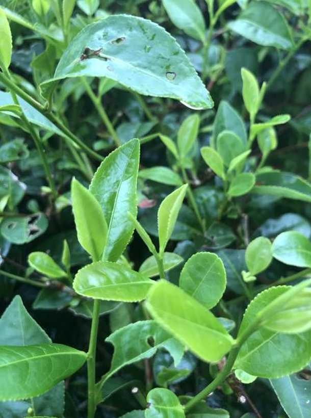 福鼎大白.png 福鼎大白.png