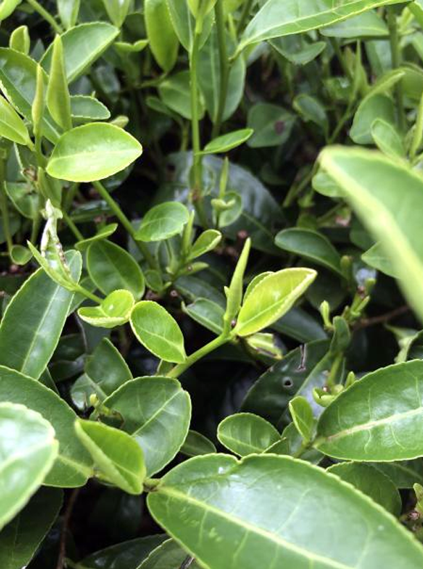 浙農(nóng)117 浙農(nóng)117