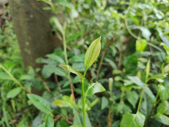 柳葉早.png 柳葉早.png