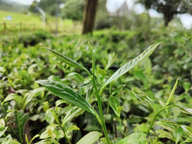 湘豐7號(81-1-82) 湘豐7號(81-1-82)