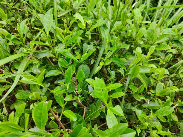 黃金2號(hào).png 黃金2號(hào).png