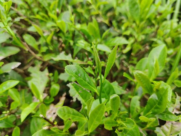 黃金2號(hào)1.png 黃金2號(hào)1.png