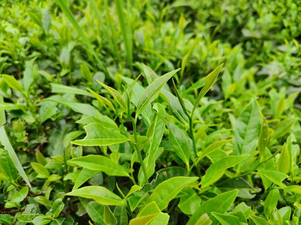 黃金芽11號1.png 黃金芽11號1.png