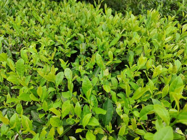 桂香18號(hào).png 桂香18號(hào).png