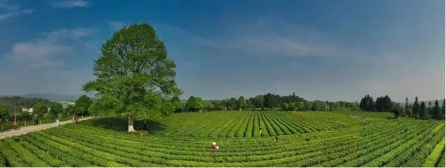 長沙縣百里茶廊的金井茶園.jpg 長沙縣百里茶廊的金井茶園.jpg