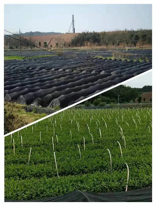 長沙縣高橋鎮騰輝茶苗繁育基地.jpg 長沙縣高橋鎮騰輝茶苗繁育基地.jpg