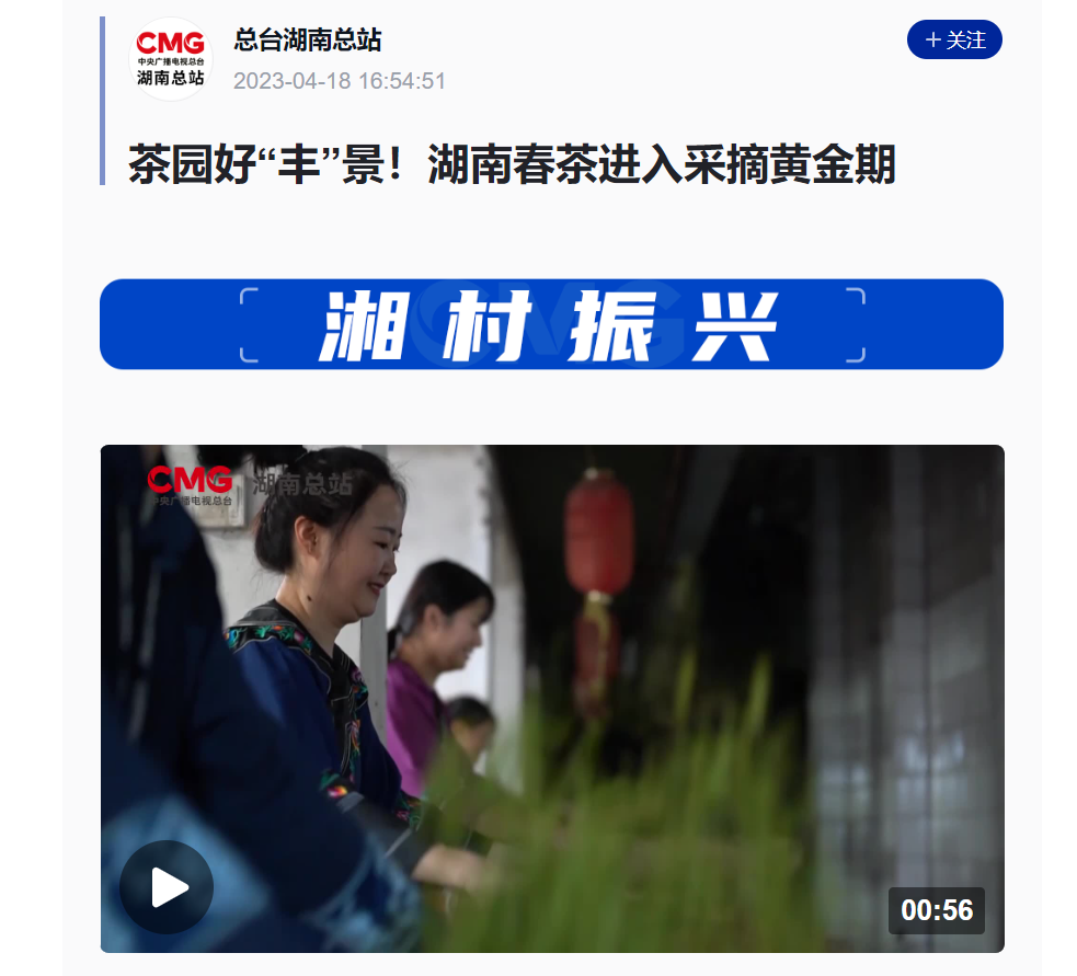 茶園好“豐”景！湖南春茶進入采摘黃金期