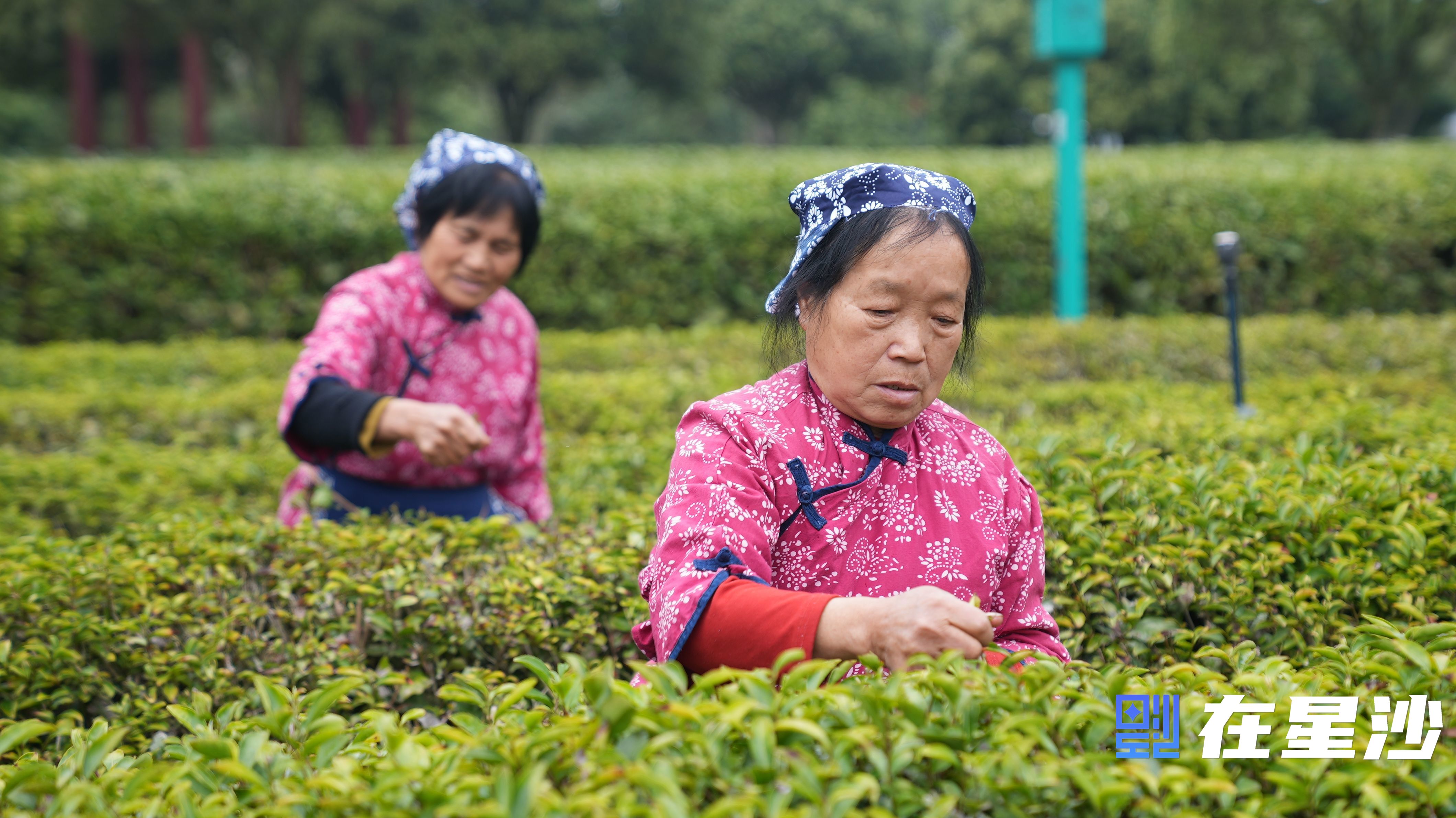 長沙縣頭茬春茶搶“鮮”開采 萬畝茶園好“豐”光 長沙縣頭茬春茶搶“鮮”開采 萬畝茶園好“豐”光